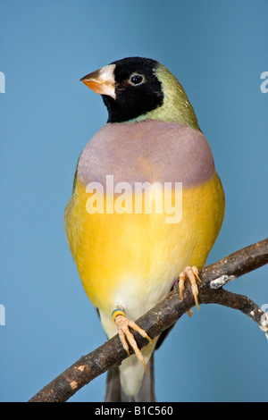 Gouldian Finch Erythrura gouldiae un bel oiseau flou flou arrière-plan gros plan gros plan images dans ZOO Ohio USA vertical US haute résolution Banque D'Images