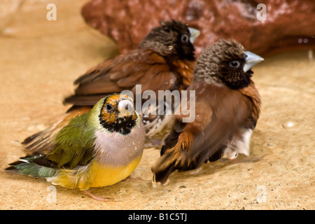 Oiseaux exotiques australiens Finch gouldien et châtaignier mannikin raisonné vu du dessus au-dessus du ciel gros plan flou arrière-plan aux États-Unis horizontal haute résolution aux États-Unis Banque D'Images