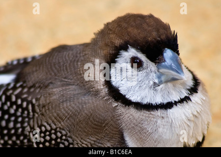Owl Finch Taeniopygia bichenovii un oiseau exotique photos photos images photographie Grande haute résolution horizontale aux Etats-Unis haute résolution US haute résolution Banque D'Images