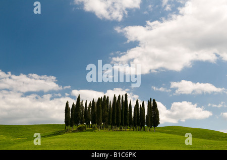 Groupe de cyprès près de San Quirico, Valle de Orcia, Toscane, Italie Banque D'Images