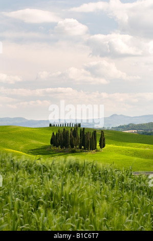 Groupe de cyprès près de San Quirico, Valle de Orcia, Toscane, Italie Banque D'Images