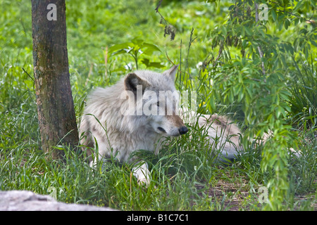 Le loup gris de l'est Canis lupus lycaon couché dans l'herbe verte animal sauvage au ZOO de Toledo Ohio OH photos images photos horizontales aux États-Unis US haute résolution Banque D'Images