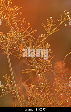 Gaillet, Clivers, éleusine, Stickywilly Stickyweed Catchweed,,, Coachweed (Galium aparine) dans la lumière du soir Banque D'Images