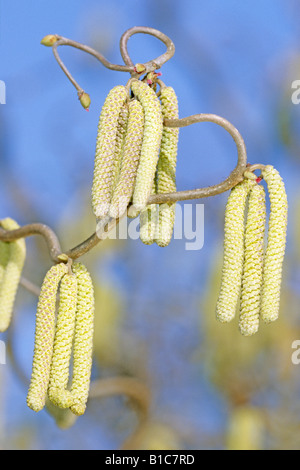 Le noisetier commun (Corylus avellana contorta), branche avec fleurs mâles Banque D'Images