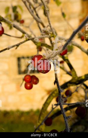 Fruits rouges sur fond de mur de pierre du soleil tôt le matin Banque D'Images