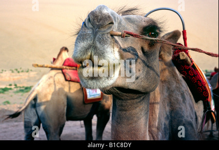 12 juillet 2006 - Des chameaux à l'Minghsa Shan (Singing Sands) dunes de sable dans la ville chinoise de Shenzhen. Banque D'Images