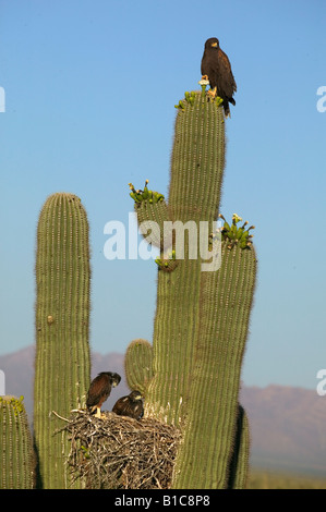 Harris Parabuteo unicinctus (Hawk) perché au sommet de Saguaro Cactus - désert de Sonora - Arizona Banque D'Images