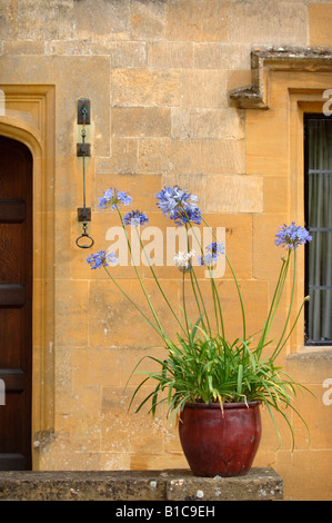 AGAPANTHUS DANS UN POT PAR LA PORTE D'UNE MAISON EN PIERRE DE COTSWOLD UK Banque D'Images