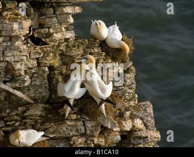 Bassan nicheurs à Bempton Cliffs Banque D'Images