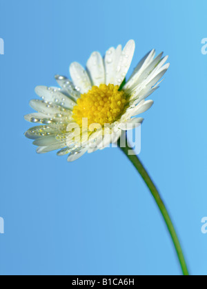 fleur de Marguerite Banque D'Images