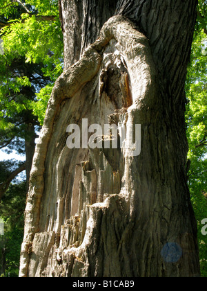 Tronc arbre malade. Banque D'Images