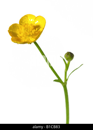 Ranunculus acris, fleur jaune de coupe de beurre, gros plan, connu sous ...