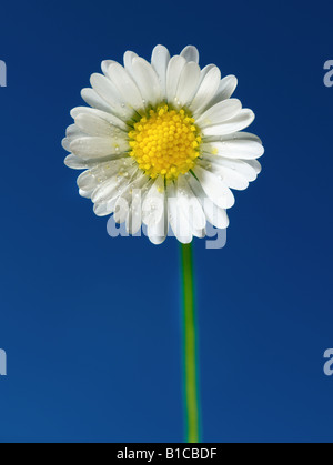 fleur de Marguerite Banque D'Images