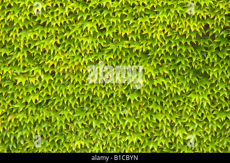 Mur de lierre Banque D'Images