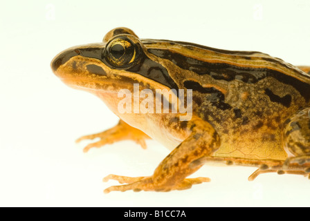 Grenouille des marais à rayures australienne Limnodynastes peronii Banque D'Images