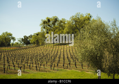Vignes à Justin winery Paso Robles Californie Banque D'Images