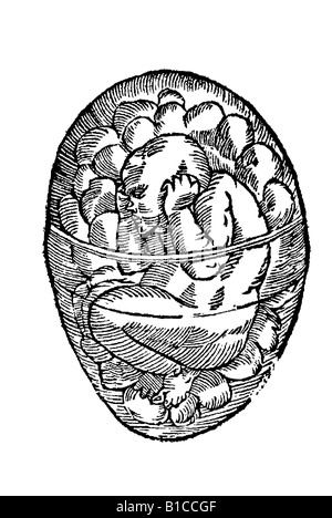 La parturition naturalis ad latera non manibus demissis, Aldrovandi 1642 17e siècle l'Europe de la renaissance Banque D'Images