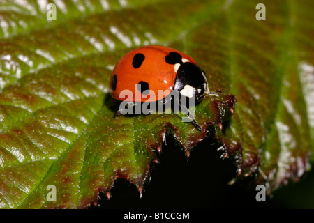 7-spot ladybird Coccinella 7-punctata Coccinellidae sur une feuille UK Banque D'Images