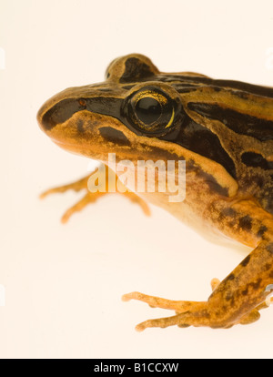 Grenouille des marais à rayures australienne Limnodynastes peronii Banque D'Images