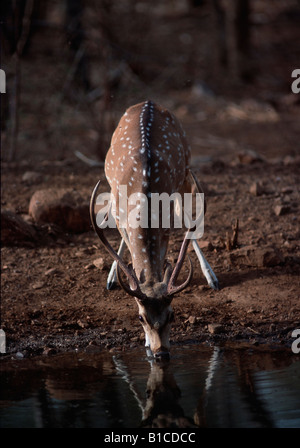 Verre solitaire,spotted deer ou Chital (Axis axis) Banque D'Images