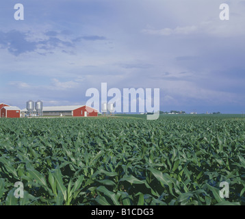 Les BÂTIMENTS DE PORC AVEC LE MAÏS EN PREMIER PLAN ET NUAGES DE TEMPÊTE DE PASSAGE DANS L'IOWA Banque D'Images