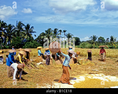 La récolte de riz 0725 Bali Indonésie Banque D'Images