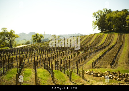 Vignes à Justin winery Paso Robles Californie Banque D'Images