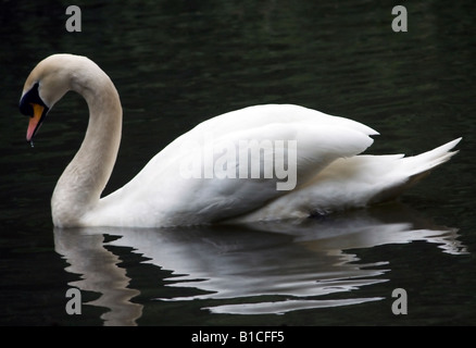 Un élégant cygne sur un lac Banque D'Images