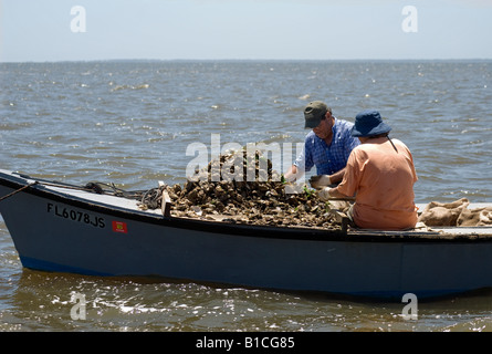 Le tri des huîtres sur un tongers en bateau le long de la Baie d'Apalachicola Floride du Nord Banque D'Images