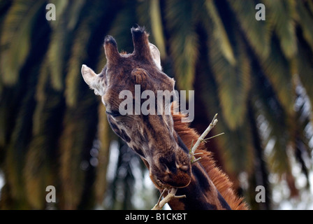 Close up d'une girafe mangeant à Melbourne, Australie Banque D'Images