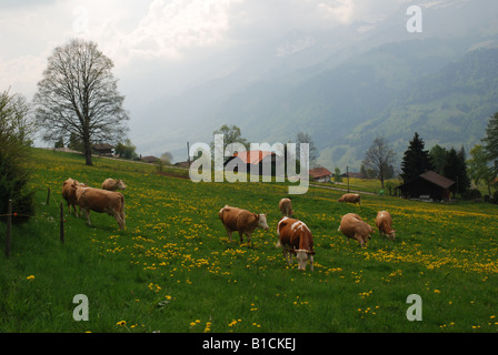 Le pâturage des vaches laitières à la ferme au-dessus de Reichenbach Kandertal ou Berense Suisse alpes vallée de la Kander Banque D'Images