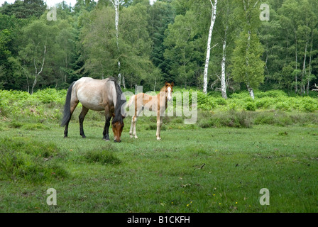 Poneys New Forest Banque D'Images