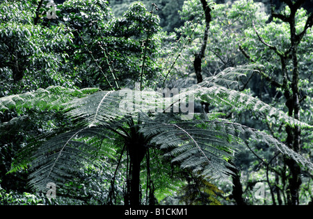 Fougère arborescente dans la forêt tropicale, le Costa Rica Banque D'Images