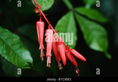 Le Surinam quassia, Bitterwood, Jamaïque (Quassia amara), les fleurs Banque D'Images