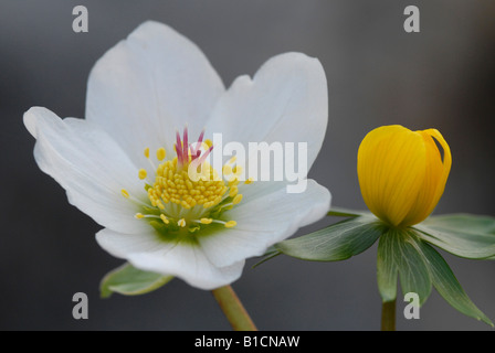 Black hellebore (Helleborus niger), avec l'aconit d'hiver Eranthis hyemalis Banque D'Images