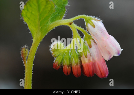 Consoude (Symphytum grandiflorum nain), les fleurs Banque D'Images