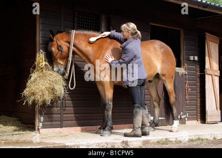 Woman grooming son cheval alors que l'animal se nourrit de l'extérieur de l'étable à foin Banque D'Images