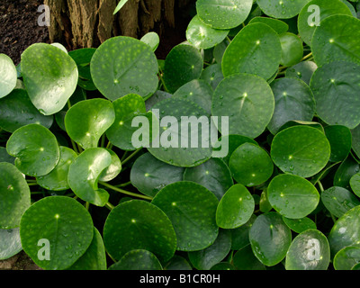 L'argent chinois (usine pilea peperomioides) Banque D'Images