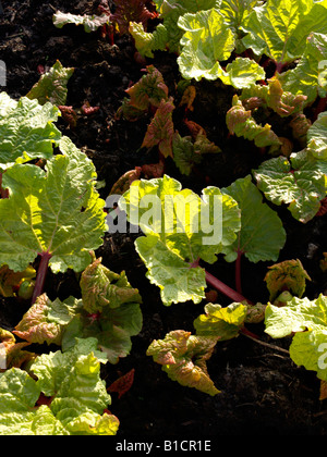 Jardin rhubarbe (Rheum rhabarbarum syn. rheum undulatum) Banque D'Images