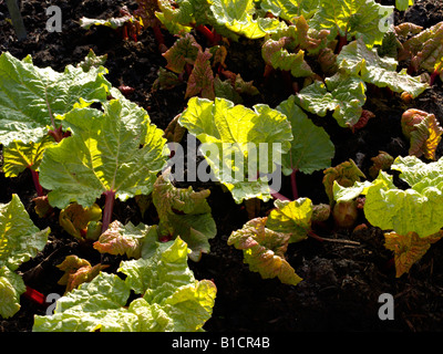 Jardin rhubarbe (Rheum rhabarbarum syn. rheum undulatum) Banque D'Images