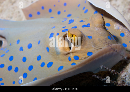 Blue spotted stingray sur un récif de la mer Rouge, près de Sharm El Sheikh Banque D'Images