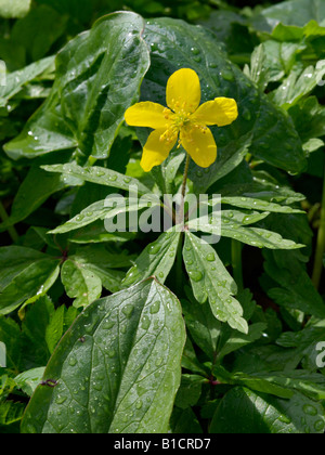 Anémone jaune (anemone ranunculoides) Banque D'Images