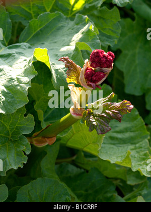 Jardin rhubarbe (Rheum rhabarbarum syn. rheum undulatum) Banque D'Images