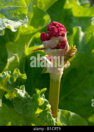 Jardin rhubarbe (Rheum rhabarbarum syn. rheum undulatum) Banque D'Images