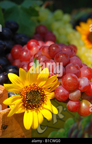 Grappes de raisin et de tournesol dans une boîte de fruits en bois vintage frais cueillis du jardin dans le cadre d'une série Banque D'Images