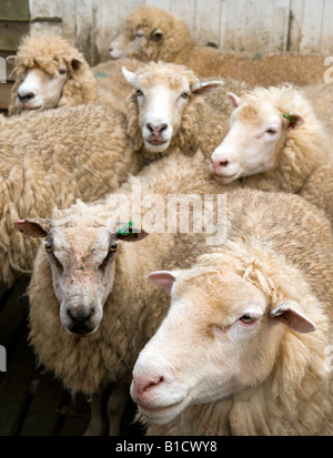 Les moutons à la plume en attente d'être tondus