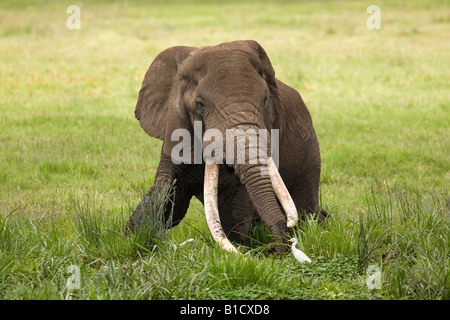 Long dans la dent Bull elephant Loxodonta africana répond aux egret Ngorongoro Crater Tanzanie Banque D'Images