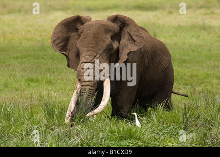 Long dans la dent Bull elephant Loxodonta africana Ngorongoro Crater Tanzanie Banque D'Images