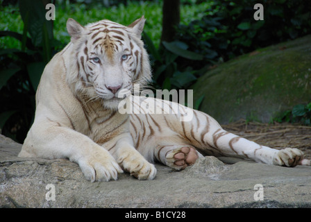 Tigre blanc du Bengale Panthera tigris tigris Zoo de Singapour Singapour Banque D'Images