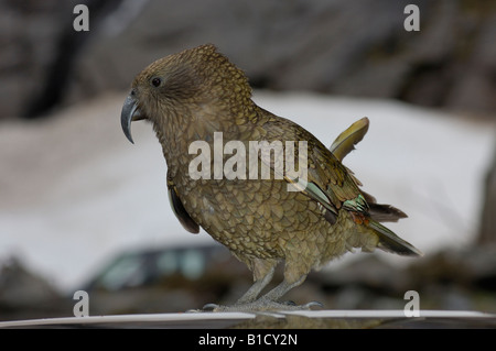 Seuls mondes parrot alpin Nestor notabilis Kea Tunnel Homer en Nouvelle-Zélande Fiordland Milford Sound Banque D'Images